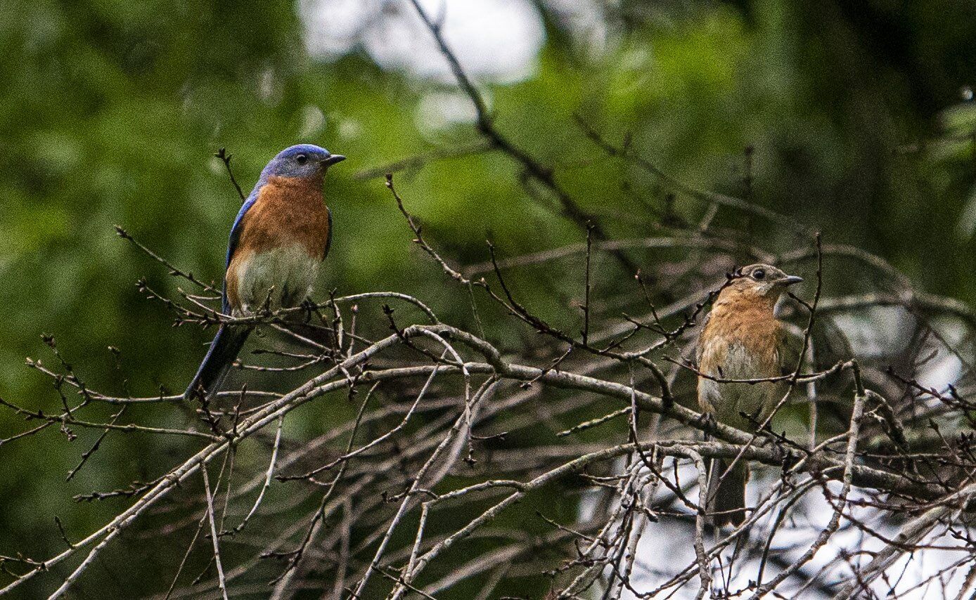 blue birds